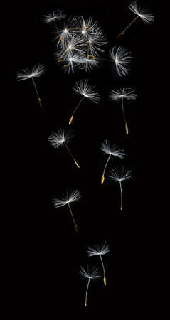 dandelion in the windの写真素材