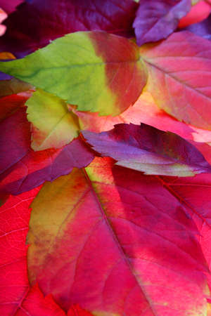 Autumn leaves backgroundの写真素材