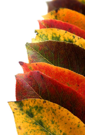 Autumn leavesの写真素材
