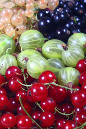 Fresh red, white, black currants and gooseberryの写真素材