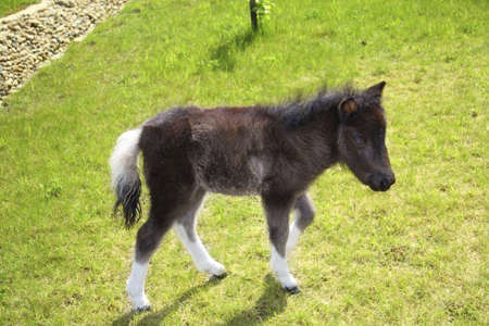 Young pony horse on green grassの写真素材