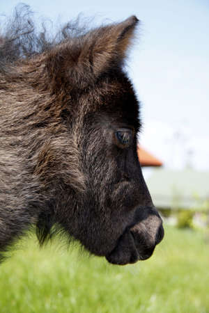 Young pony horse on green grassの写真素材