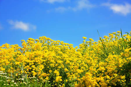 yellow flowers on spring fieldの写真素材