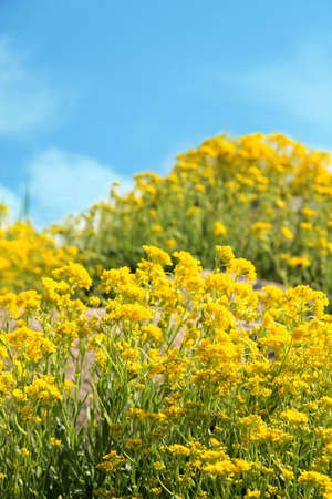 yellow flowers on spring fieldの写真素材