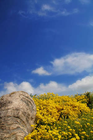 mountains landscape and flowersの写真素材
