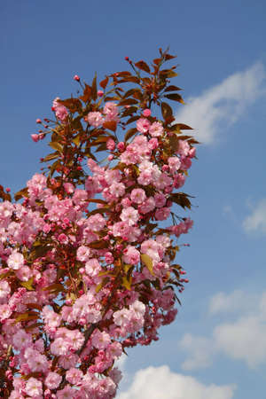 Blooming tree against a blue skyの写真素材