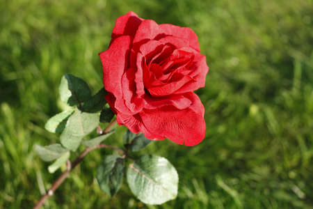 Red Rose on green grassの写真素材
