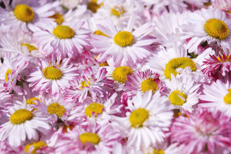 Daisy flowers backgroundの写真素材