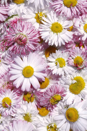 Daisy flowers backgroundの写真素材