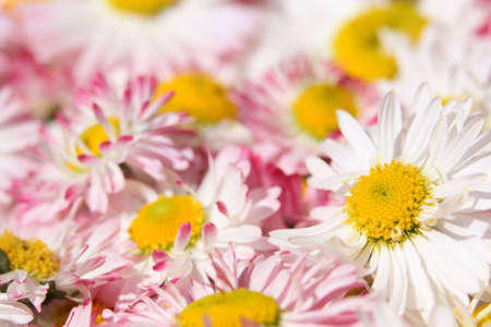 Daisy flowers backgroundの写真素材