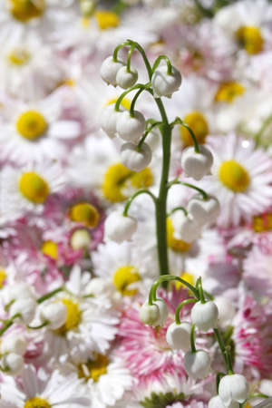 Daisy flowers backgroundの写真素材