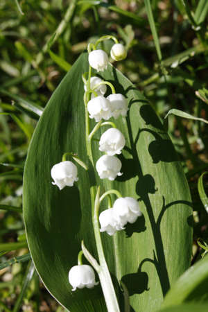 Lily-of-the-valley closeupの写真素材
