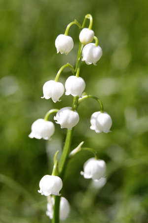 Lily-of-the-valley closeupの写真素材