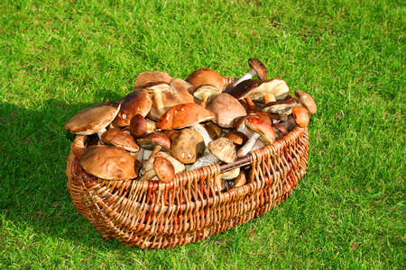 Wild mushroomsの写真素材