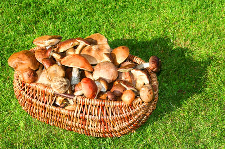 Wild mushroomsの写真素材