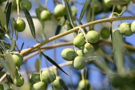 Fresh olive branch with leavesの写真素材