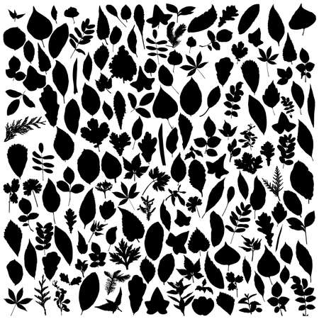 Big collection of different vector leafsの写真素材