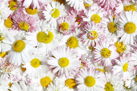 Daisy flowers backgroundの写真素材