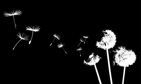 A Dandelion blowingの写真素材