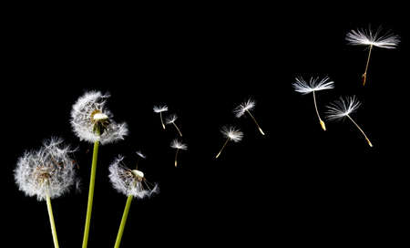 A Dandelion blowingの写真素材