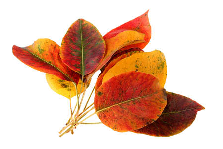 Autumn leaves