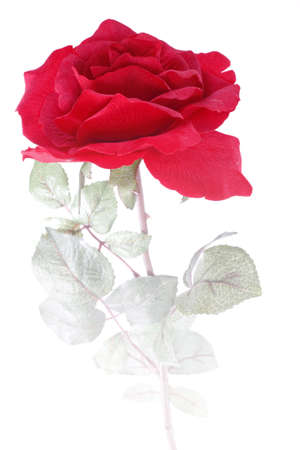 Single Red Rose in fogの写真素材