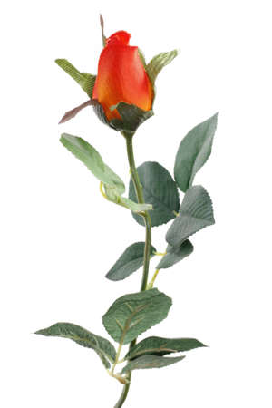 Single  Roseの写真素材