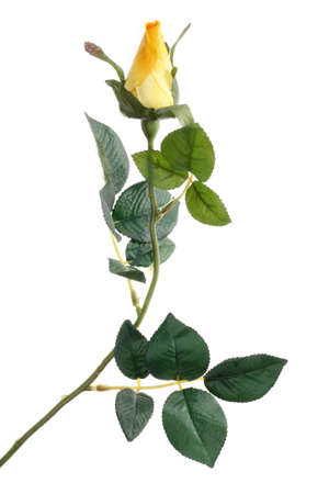 Single Roseの写真素材