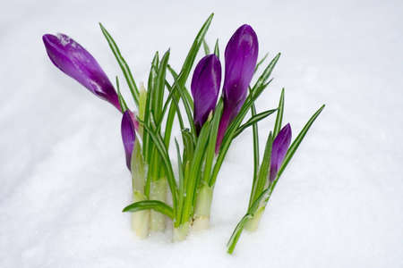 Spring flower in the snow  の写真素材