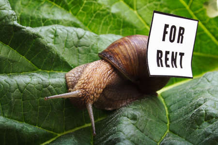 snail - for rentの写真素材