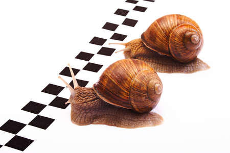 Snails racingの写真素材