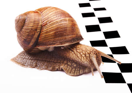 Snails racingの写真素材