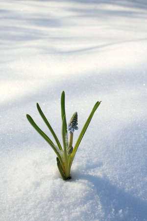Spring blooming flowers coming up through the snowの写真素材
