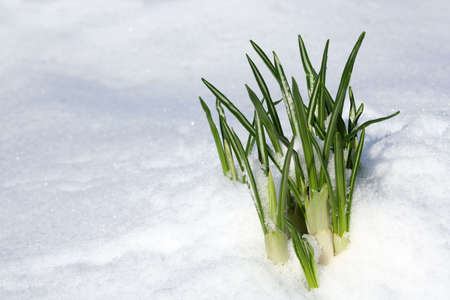 Spring blooming flowers coming up through the snowの写真素材