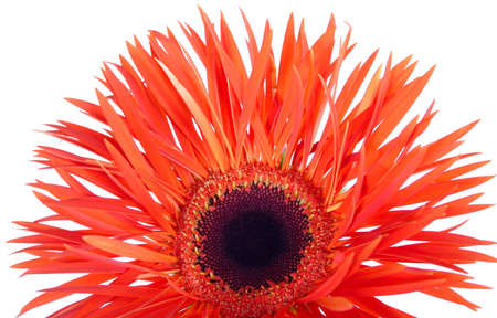 Red beautiful gerbera on a white backgroundの写真素材