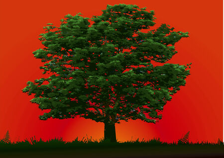 Tree and red sunset in summer dayのイラスト素材