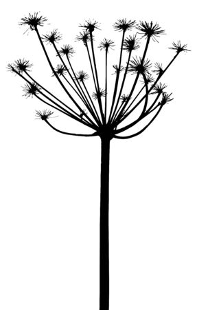 Vector plants silhouettes. This image is a vector illustration and can be scaled to any size without loss of resolution.のイラスト素材