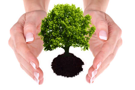 Female hands and tree on the white background