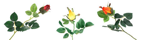 Three beautiful roses on a white backgroundの写真素材
