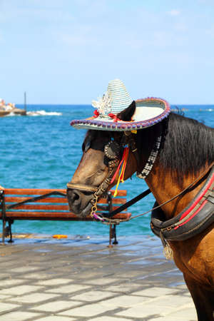 Close up photo of a horse's head with hatの写真素材