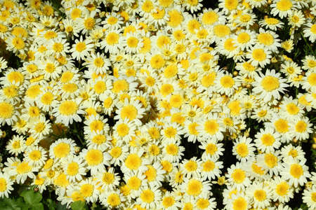 Yellow flower in the garden background close upの写真素材