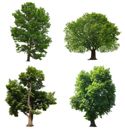 Trees with green leaves isolated on white background Trees with green leaves isolated on white background