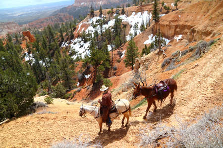 Cowboy on a Horse and holding a muleの写真素材