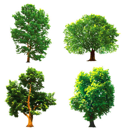 Collection green trees. Vector illustration のイラスト素材