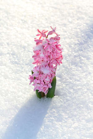 Colorful bouquet from hyacinth under the snow  の写真素材