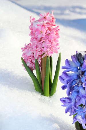 Colorful bouquet from hyacinth under the snow   の写真素材