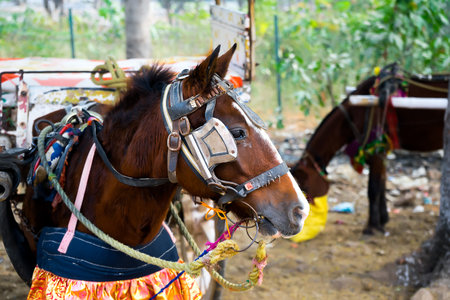 Horse Rideの写真素材