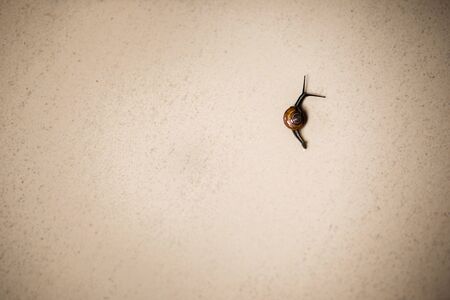 Snail on the Floorの写真素材