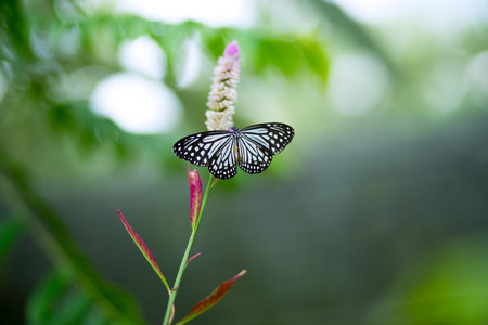 Butterfly in the garden