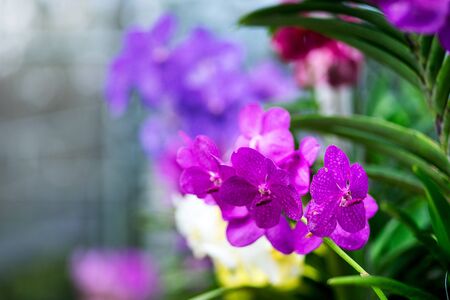 Violet Orchidの写真素材